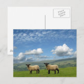 Lämmer Postkarte (Vorne/Hinten)
