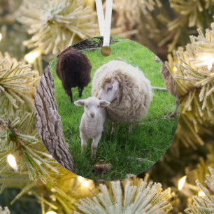 Lämmer und Ewes Kutness definiert Ornament Aus Metall
