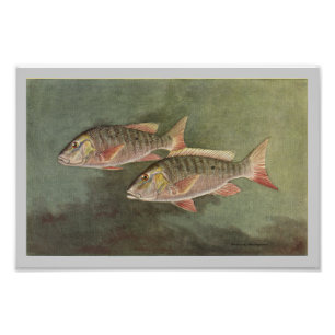 Lammfisch Vintage-Fischdruck Fotodruck