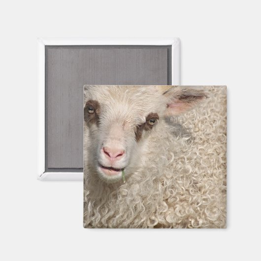 Lammmagnet Magnet (Vorderseite/Rückseite)