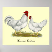 Lamona Chickens Poster (Vorne)