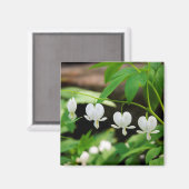 Lamprocapnos-Spezialisierungen Magnet (Vorderseite/Rückseite)