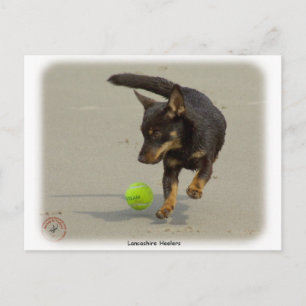 Lancashire Heeler 9R056D-248 Postkarte