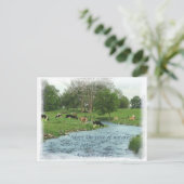 Lancaster Amish Postcard! Amish Sprichwort! KUHE Postkarte (Stehend Vorderseite)