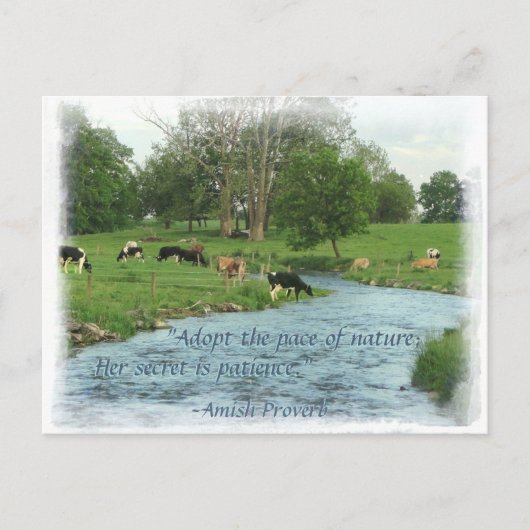 Lancaster Amish Postcard! Amish Sprichwort! KUHE Postkarte (Vorderseite)