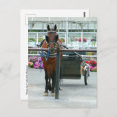 Lancaster Horse Postkarte (Vorne/Hinten)