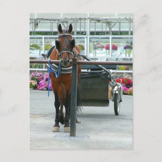 Lancaster Horse Postkarte (Vorderseite)