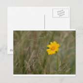 Lanceleaf Coreopsis Postkarte (Vorne/Hinten)