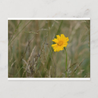 Lanceleaf Coreopsis Postkarte