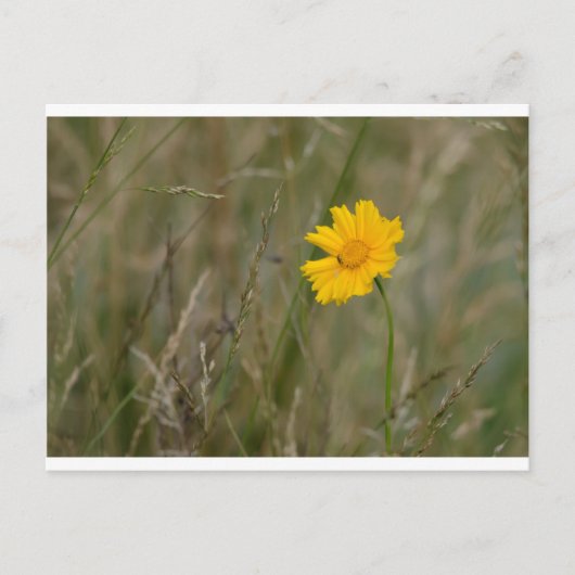 Lanceleaf Coreopsis Postkarte (Vorderseite)