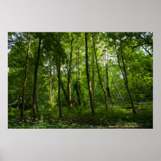 Land. Blackweir Woods, Bute Park, Cardiff Poster