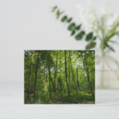 Land. Blackweir Woods, Bute Park, Cardiff, Wal Postkarte (Stehend Vorderseite)