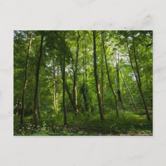 Land. Blackweir Woods, Bute Park, Cardiff, Wal Postkarte