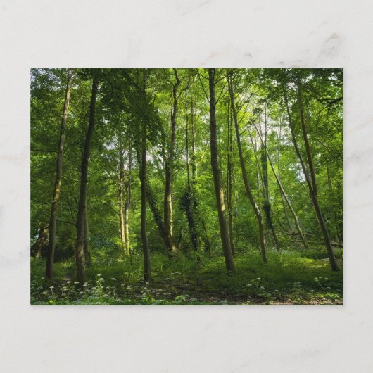 Land. Blackweir Woods, Bute Park, Cardiff, Wal Postkarte (Vorderseite)