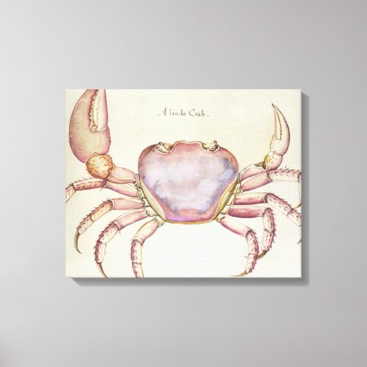 Land Crab Leinwanddruck (Vorderseite)