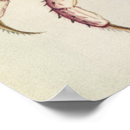 Land Crab Poster (Ecke)