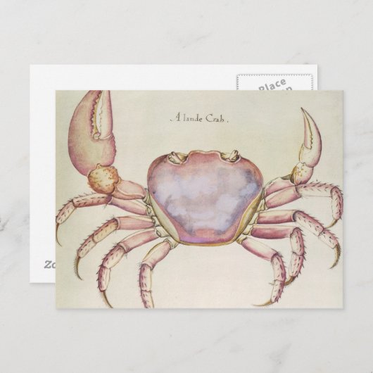 Land Crab Postkarte (Vorne/Hinten)
