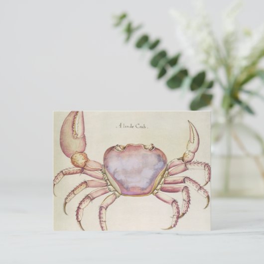 Land Crab Postkarte (Stehend Vorderseite)