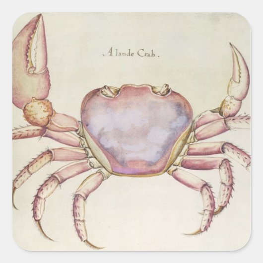 Land Crab Quadratischer Aufkleber (Vorderseite)