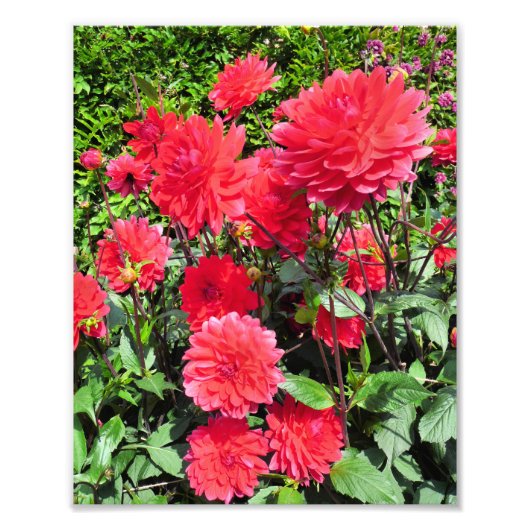 LAND GARDEN BLUME FOTODRUCK (Vorne)