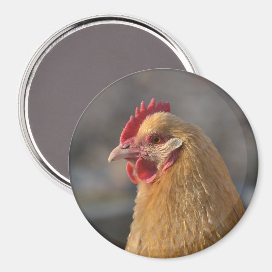 Land Hen Magnet (Vorderseite/Rückseite)