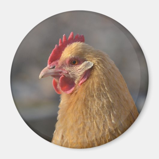 Land Hen Magnet (Vorne)