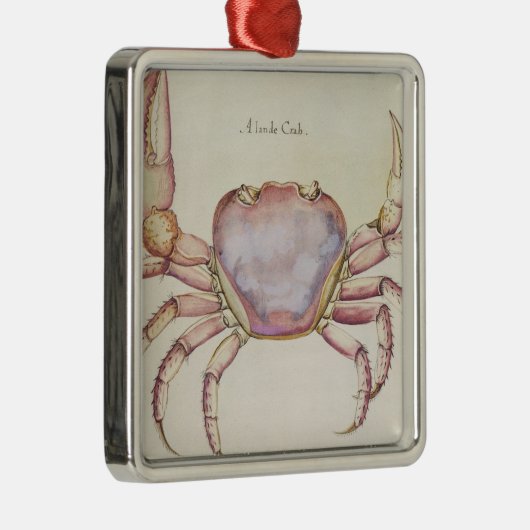 Land-Krabbe Silbernes Ornament (Rechts)