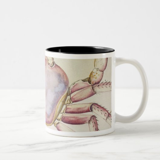 Land-Krabbe Zweifarbige Tasse (Rechts)
