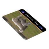 Land Lamb & Schafe / Neuseeland Magnet (Rechte Seite)