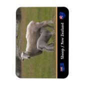 Land Lamb & Schafe / Neuseeland Magnet (Vertikal)