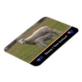 Land Lamb & Schafe / Neuseeland Magnet (Linke Seite)