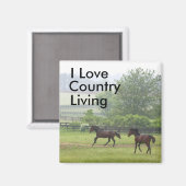 Land Lebende Pferde spielen Magnet (Vorderseite/Rückseite)