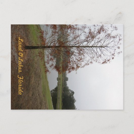 Land O"Lakes Lake Scene Postkarte (Vorderseite)