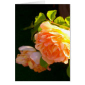 Land Peach-Rose (Vorne)