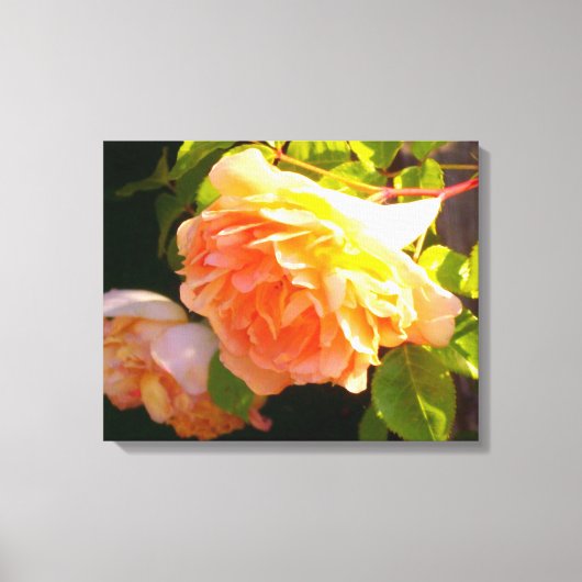 Land Peach-Rose Leinwanddruck (Vorderseite)