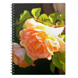 Land Peach-Rose Notizblock
