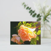 Land Peach-Rose Postkarte (Stehend Vorderseite)