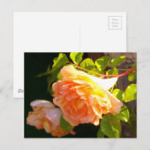Land Peach-Rose Postkarte (Vorne/Hinten)