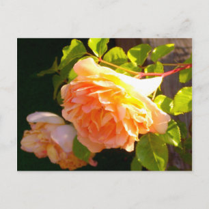 Land Peach-Rose Postkarte