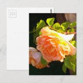 Land Peach-Rose Postkarte (Vorne/Hinten)