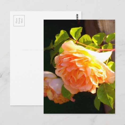 Land Peach-Rose Postkarte (Vorne/Hinten)