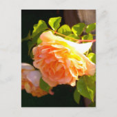 Land Peach-Rose Postkarte (Vorderseite)