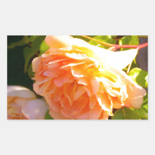 Land Peach-Rose Rechteckiger Aufkleber