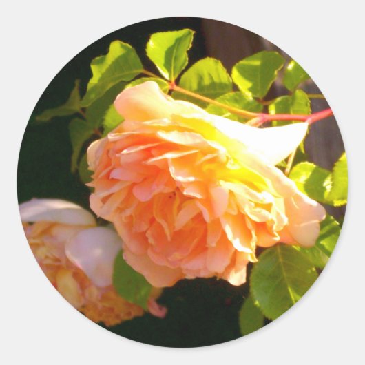 Land Peach-Rose Runder Aufkleber (Vorderseite)