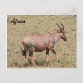 Land Postkarte (Vorderseite)