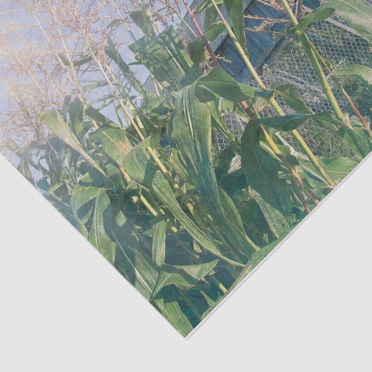 Land Rustikale Barblauer Himmel Sonnenstrahlen Seidenpapier (Ausschnitt)