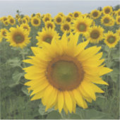 Land Rustikale Gelbe Sonnenblumen ernten Aufkleber (Vorderseite)