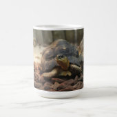Land-Schildkröte Kaffeetasse (Mittel)