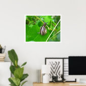 Land Snail auf einem Blatt Poster (Heimbüro)