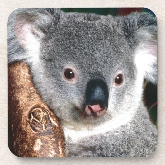 Land-Tier Koala-Bärn-Australiens Outback niedlich Getränkeuntersetzer (Vorderseite)